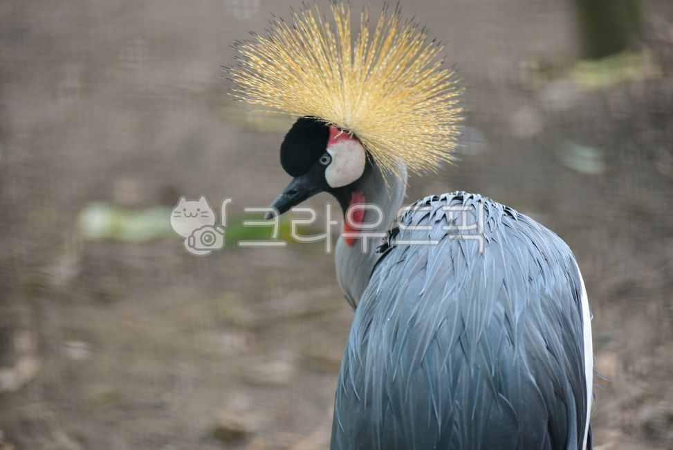 crane,feather,cranebird,Birds,wild animals,gray crowned crane,waterfowl,bird,animal,crane bird,Zoo,visitor