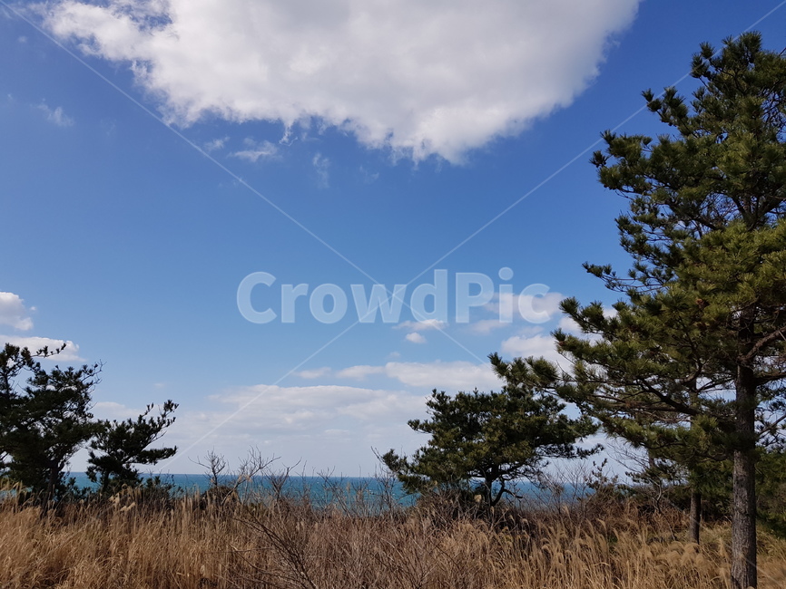 제주바다,제주하늘,풀숲,나무,마른풀,건조함,하늘,좋은날,자연,풍경,nature,landscape,outdoors,옥외,savanna,대초원,grassland,목초지,field,들