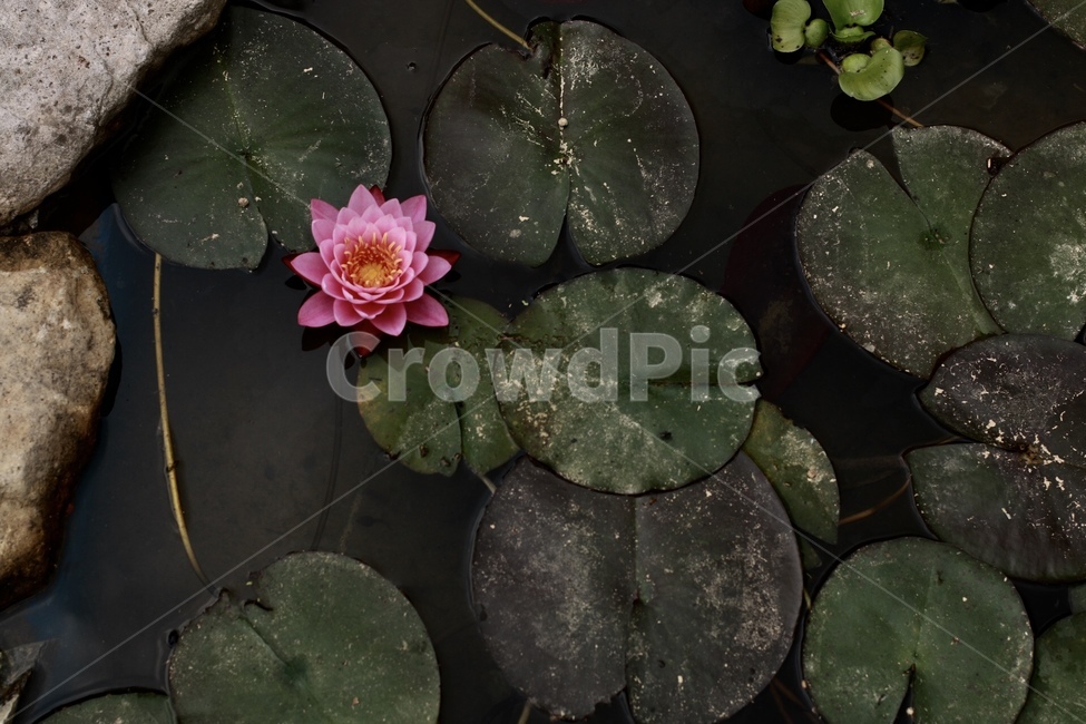 plant,식물,flower,꽃,blossom,water,연꽃,색대비,식물,자연,plants,nature,꽃,flower