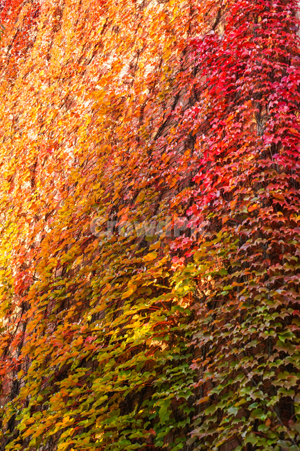 담쟁이,넝쿨,아이비,가을,공생,자연,식물,단풍,가을,계절,fall,autumn,season,식물,자연,plants,nature,leaf,잎,plant,tree,나무,maple