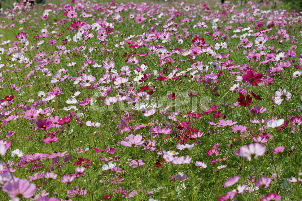 코스모스,가을,가을꽃,가을풍경,풍경,식물,자연,koreanature,cosmos,flowers,beautiful,autumn