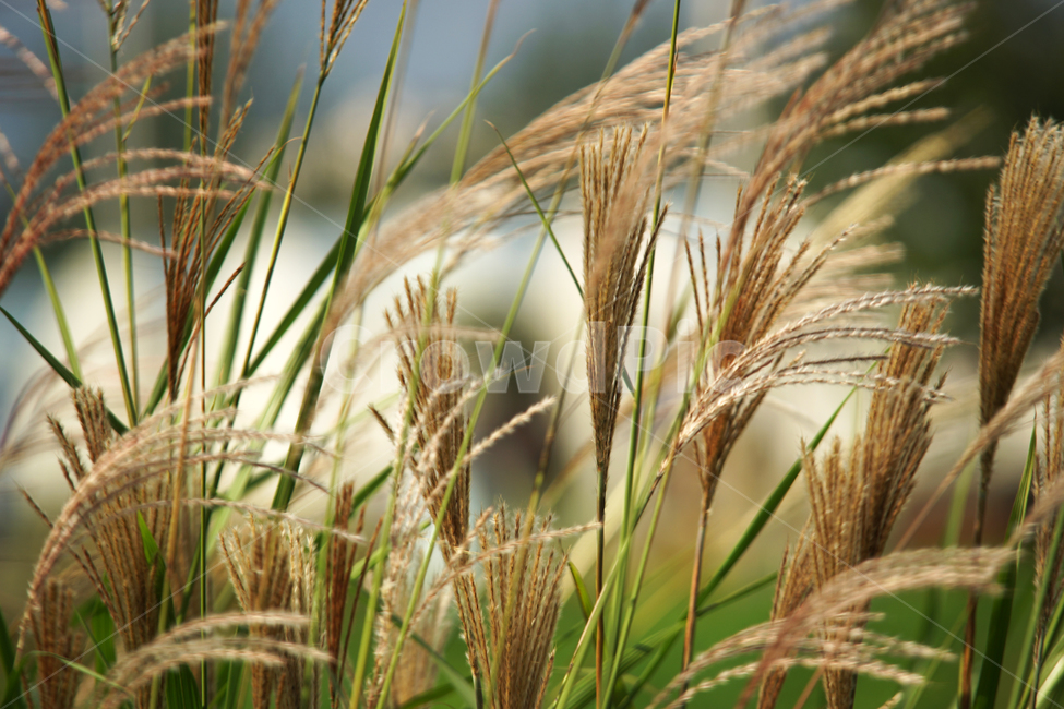 갈대,식물,가을,계절,백운호수,풍경,자연,가을,계절,fall,autumn,season,grass,잔디,plant
