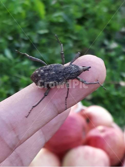 해충,사과해충,소나무,사과나무,나무해충,동물,animal,곤충,벌레,insect,bug,사람,인물,인간,human,person,신체일부,몸,body