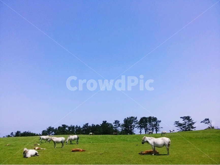 말,제주도,하늘,목장,잔디,grass,horse,jeju,jejuisland,sky,blue,green,bluesky,clearsky,greenland,freedom,자유로운,peaceful,자연,nature,동물,animal,포유류,mammal,산업,industry,industrial,목축업,목장,livestock farming,ranching,pasture