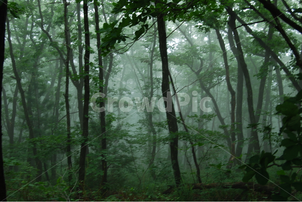 백암산,봄,자연,휴양림,울진,자연,풍경,nature,landscape,식물,plants,나무,trees,wood,vegetation,초목,plant,woodland,삼림지,forest,숲,outdoors,옥외,land,땅,tree,grove,작은 숲,rainforest,열대 우림,jungle,밀림