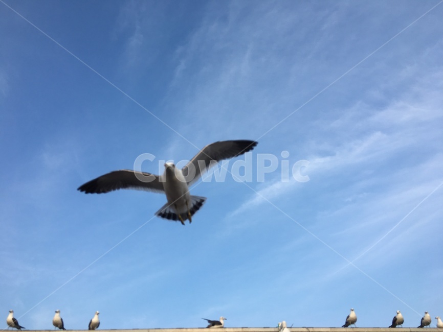 갈매기,하늘,새,한마리,비행,fly,seagull,sky,부둣가,오이도,동물,animal,조류,새,birds
