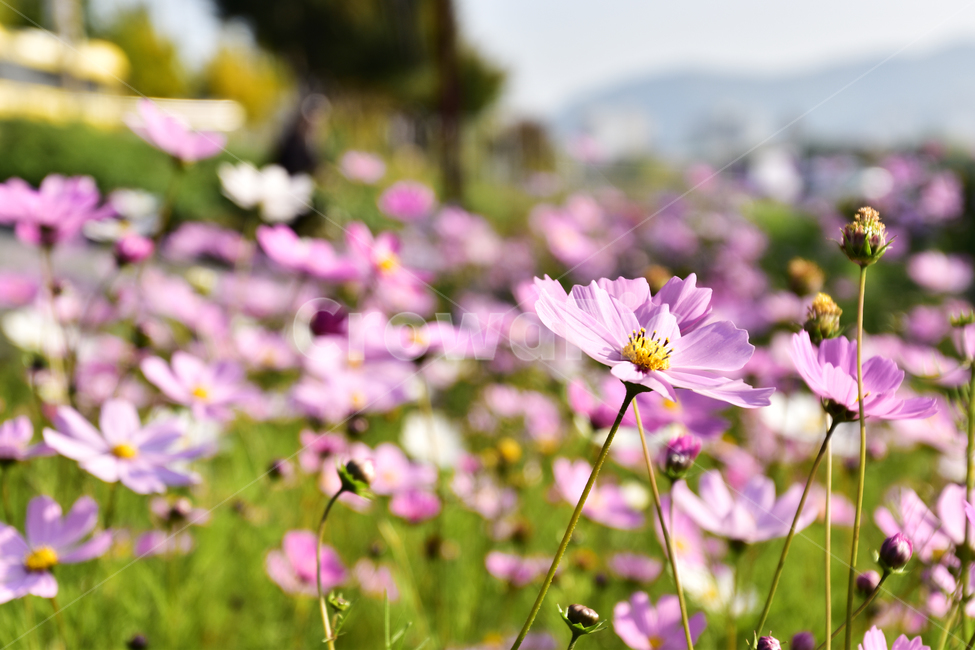 배경,아름다운,자연,꽃,가을,공원,background,beautiful,nature,flower,autumn,park,가을,계절,fall,autumn,season,식물,자연,plants,nature,꽃,flower,plant,blossom,daisy,데이지,daisies