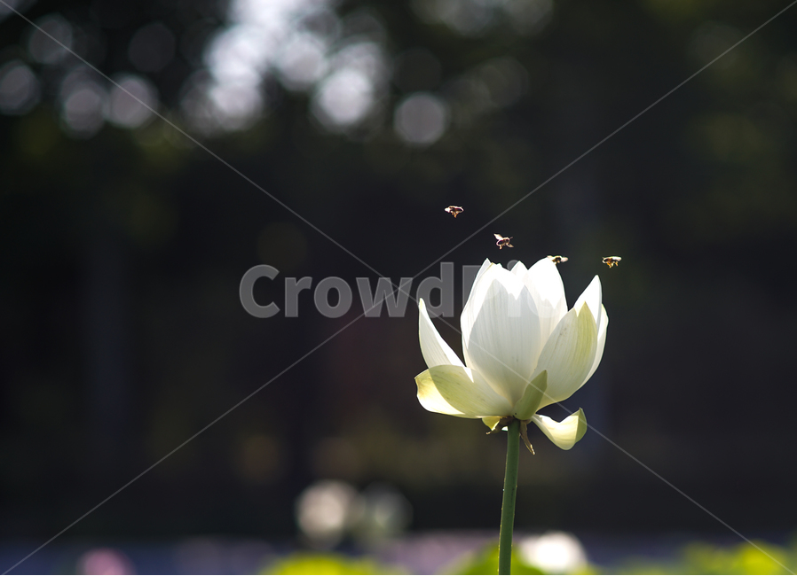 연,꽃,연꽃,연밭,자연,수생식물,벌,식물,자연,plants,nature,꽃,flower,동물,animal,곤충,벌레,insect,bug