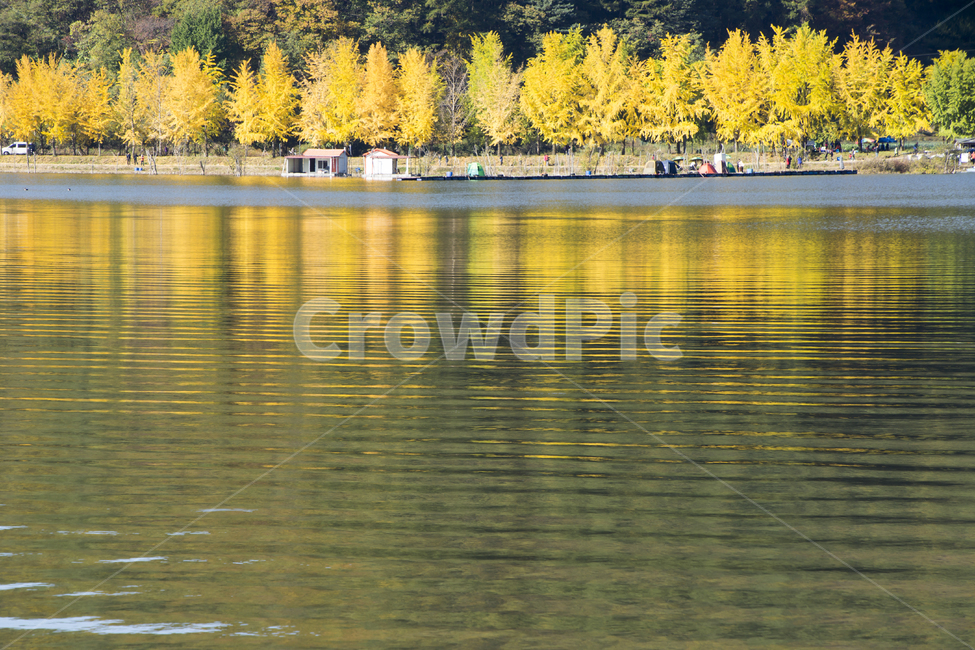 가을,은행,감성,반영,문광저수지,노랑,가을,계절,fall,autumn,season,자연,풍경,nature,landscape,plant,식물,tree,나무,water,물,conifer,구과 식물,fir,전나무