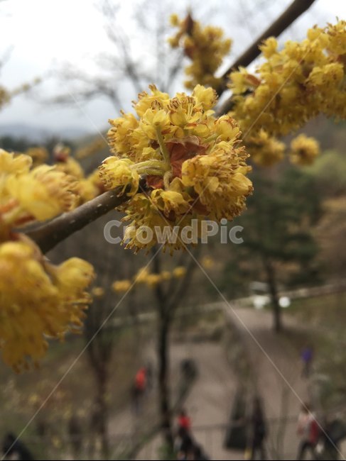 생강나무,초봄,노랑꽃,화담숲,봄꽃,식물,자연,plants,nature,꽃,flower