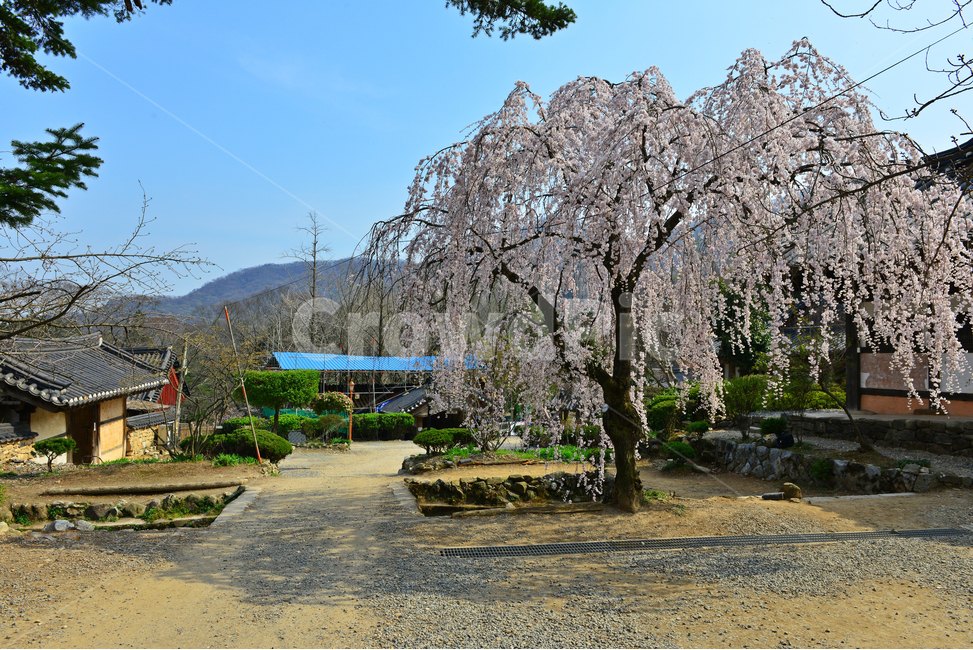 nature,자연,outdoors,옥외,road,도로,tree,나무,plant,식물,gravel,자갈,dirtroad,흙길,경치,경관,벚꽃,벚나무,승주,선암사,처진올벚나무,선암사처진올벚나무,봄,계절,유적지,문화재