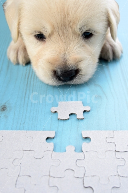퍼즐,난제,생각,문제,조각,맞춤,애완견,강아지,puppy,동물,Completion,Finish,end,동물,animal,포유류,mammal,개,강아지,dog,doggy,감정표현,기분,feeling,emotion,사물,물건,오브젝트,thing,object,matter,연출,컨셉,콘셉,direction,concept