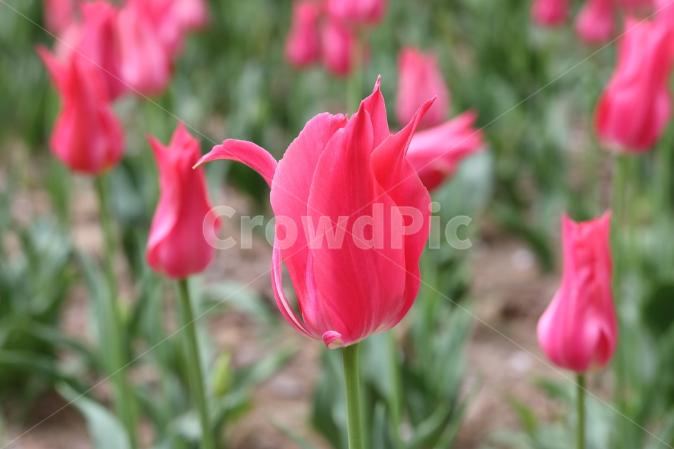 꽃,튤립,봄,공원,자연,계절,색깔,꽃밭,flowers,tulips,spring,park,field,season,colors,colorful,nature