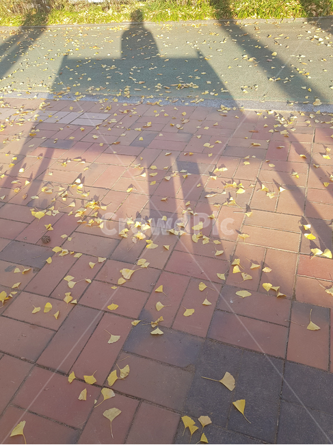 그림자,사람,가을,은행잎,낙엽,벤치,여자,공원,shadow,fallenleaves,ginkgoleaf,bench,autumn,woman,fall,street,park,leaves,yellow