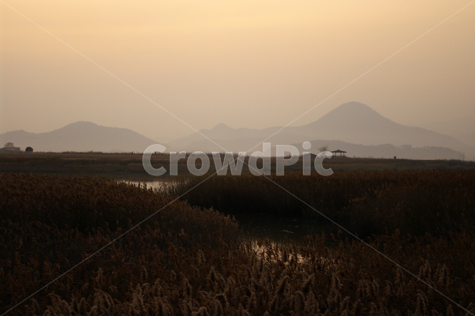 순천만,노을,풍경,하늘,갈대밭,갈대,식물,plant,가을,계절,fall,autumn,season,자연,풍경,nature,landscape,grass,잔디,outdoors,옥외