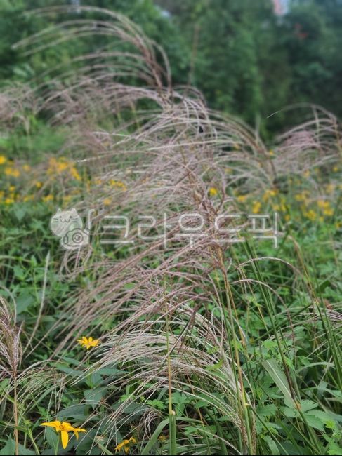 Silver grass,vegetation,silver grass,Silver grass flower