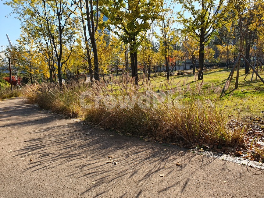 ground,바닥,tree,나무,plant,식물,갈대,길,road,공원,park,자연,풍경,nature,landscape
