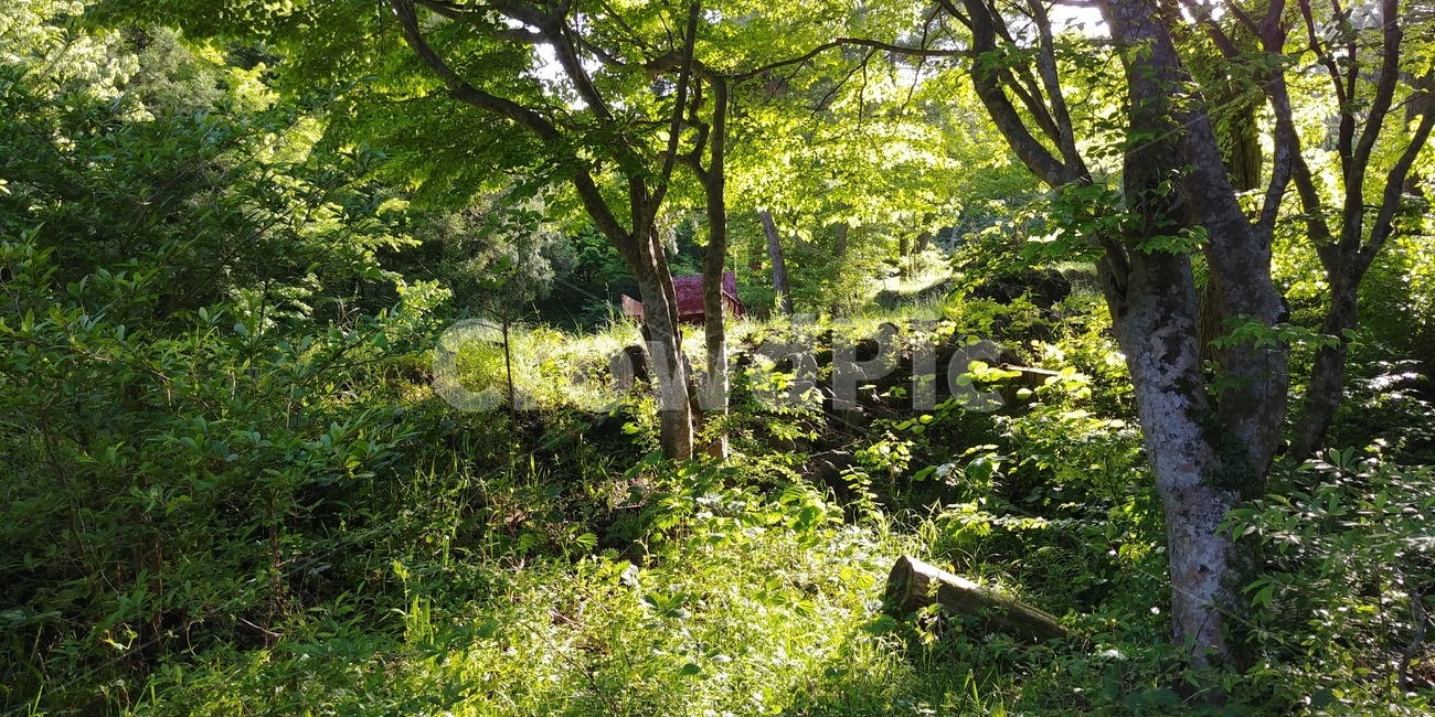 나무,식물,숲,tree,plant,햇빛,햇살,맑음,여름,summer,sunshine