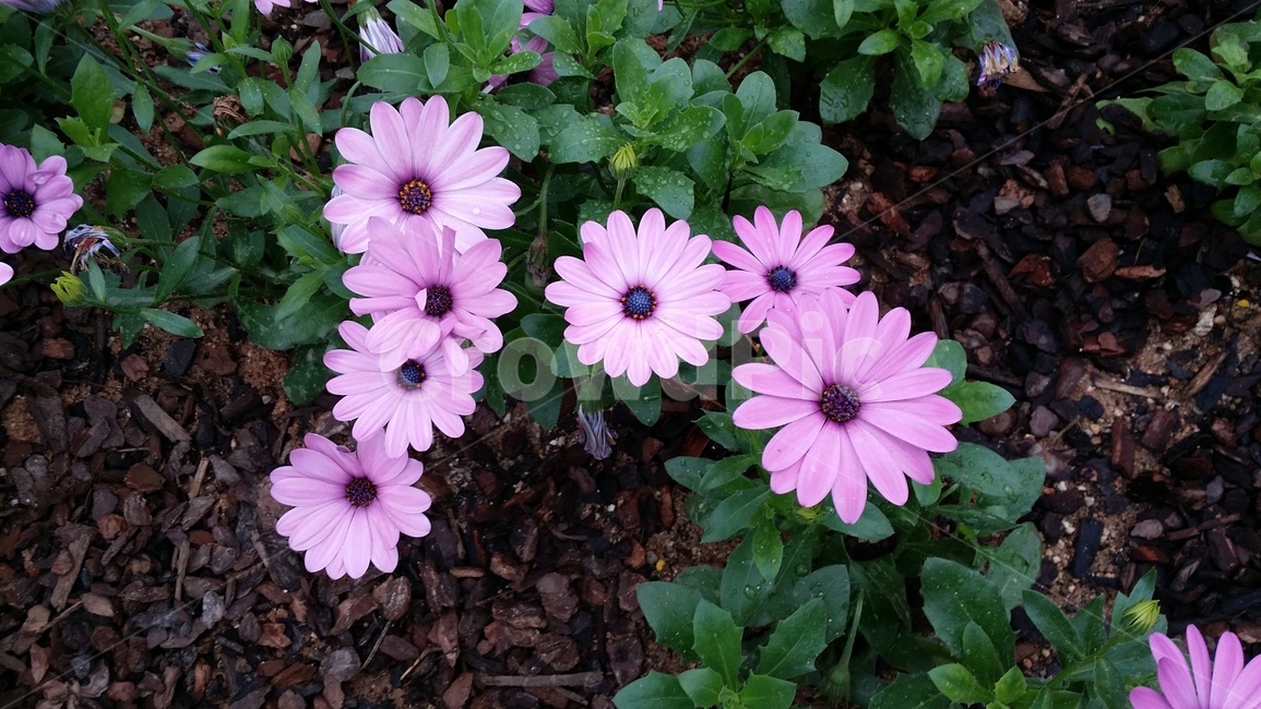 꽃,식물,봄,자연,보라색,배경,예쁜,flower
