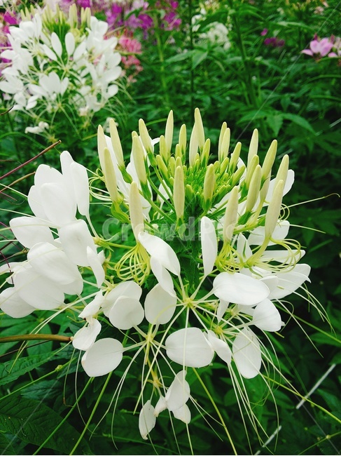 꽃,식물원,flower,bloom,흰꽃