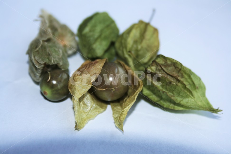 Baby twiggyli,native to the tropics,medicinal plants,naturalized plant,eggplant,annual plant,baby twig fruit