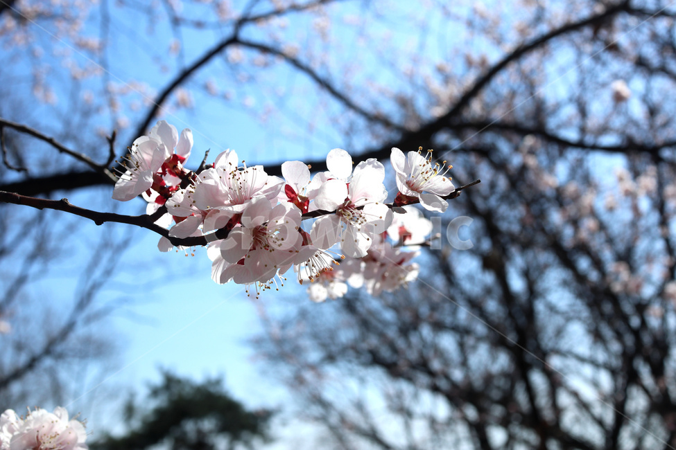 벚꽃,벚나무,봄,blossom,꽃