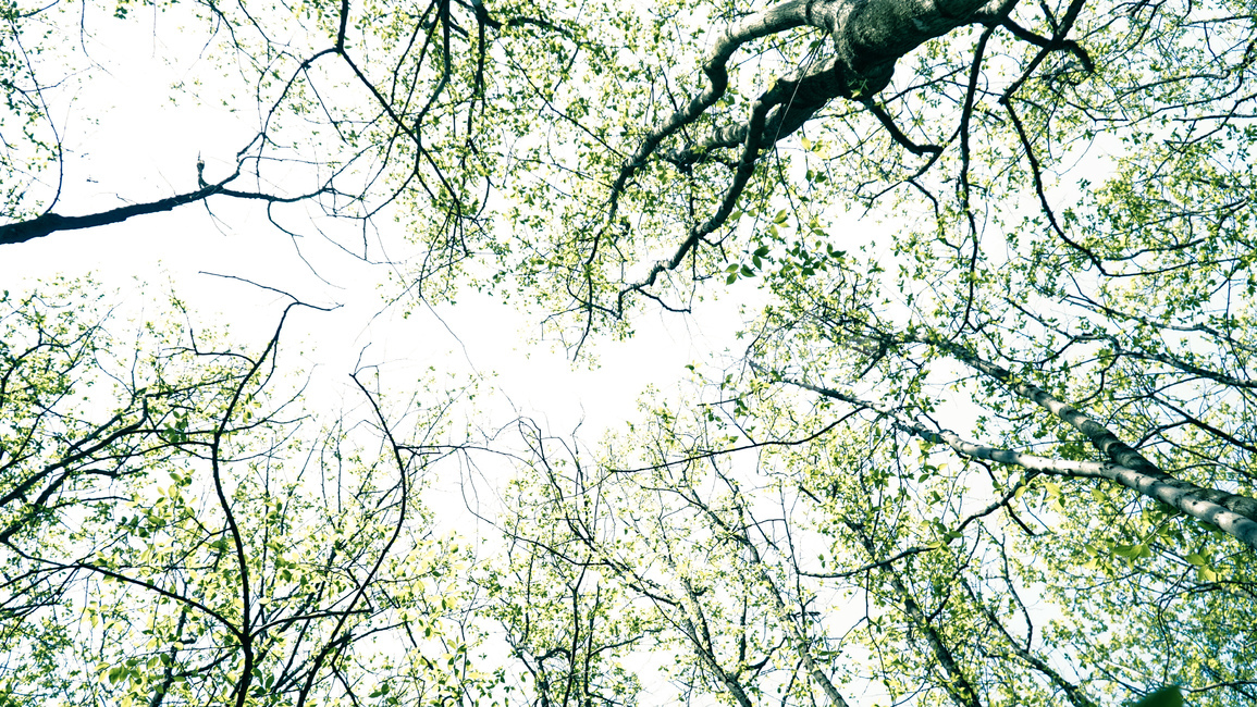 산,나무,초록,꽃,꽃밭,숲속,자연,풍경,nature,landscape,식물,plants,나무,trees,wood,휴식,힐링,rest,relaxation,healing,tree,plant,tree trunk,나무 줄기