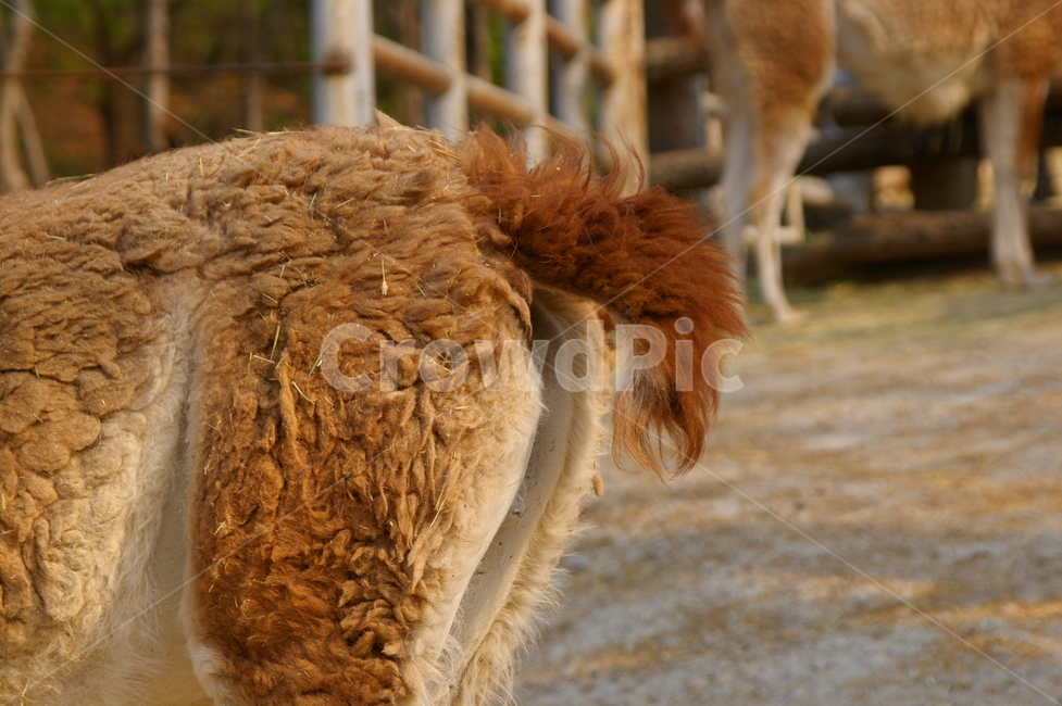 동물,포유류,라마,초식동물,클로즈업,동물,animal,포유류,mammal