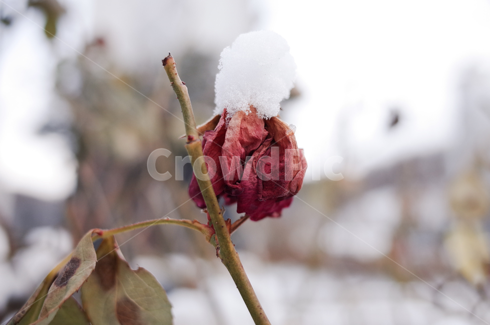 겨울,장미,마른장미,눈,첫눈,겨울감성,winter,snow,rose,겨울,계절,winter,season,식물,자연,plants,nature,꽃,flower