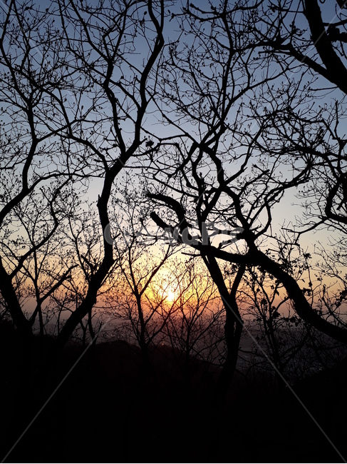 해질녘,하산,나뭇가지,복잡,늦은오후