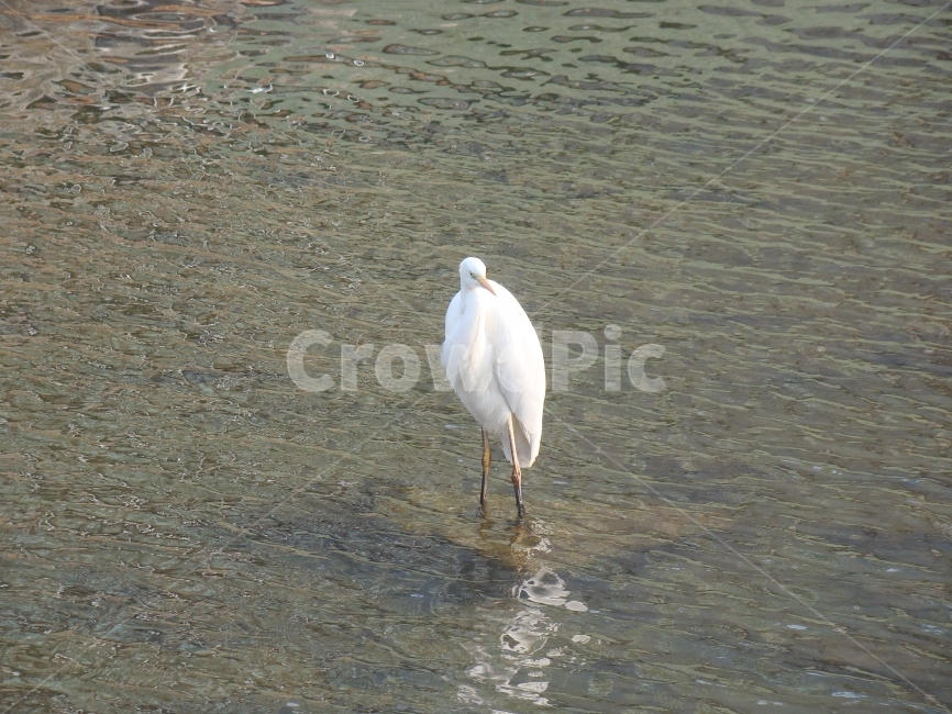 학,조류,왜가리,계곡,날개,불광천,동물,animal,조류,새,birds