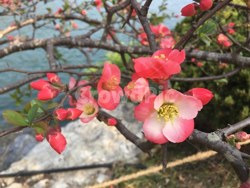 꽃,봄,명자,금산,4월,식물,자연,plants,nature,꽃,flower