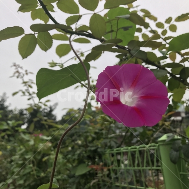나팔꽃,둥근잎나팔꽃,둥근나팔꽃,CommonMorningglory,MorningGlory,메꽃과,미국나팔꽃속,한해살이풀,Ipomoeapurpurea,덩굴식물,열매식물,관상용,붉은꽃,식물,꽃,Flower,식물,자연,plants,nature,꽃,flower