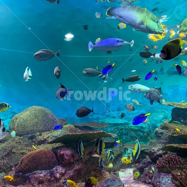 아쿠아리움,물고기,열대어,돌,심해,바다,산호초,동물,animal,어류,물고기,fish