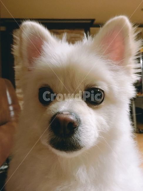 강아지,폼피츠,스피츠,개,반려견,동물,animal,포유류,mammal,개,강아지,dog,doggy