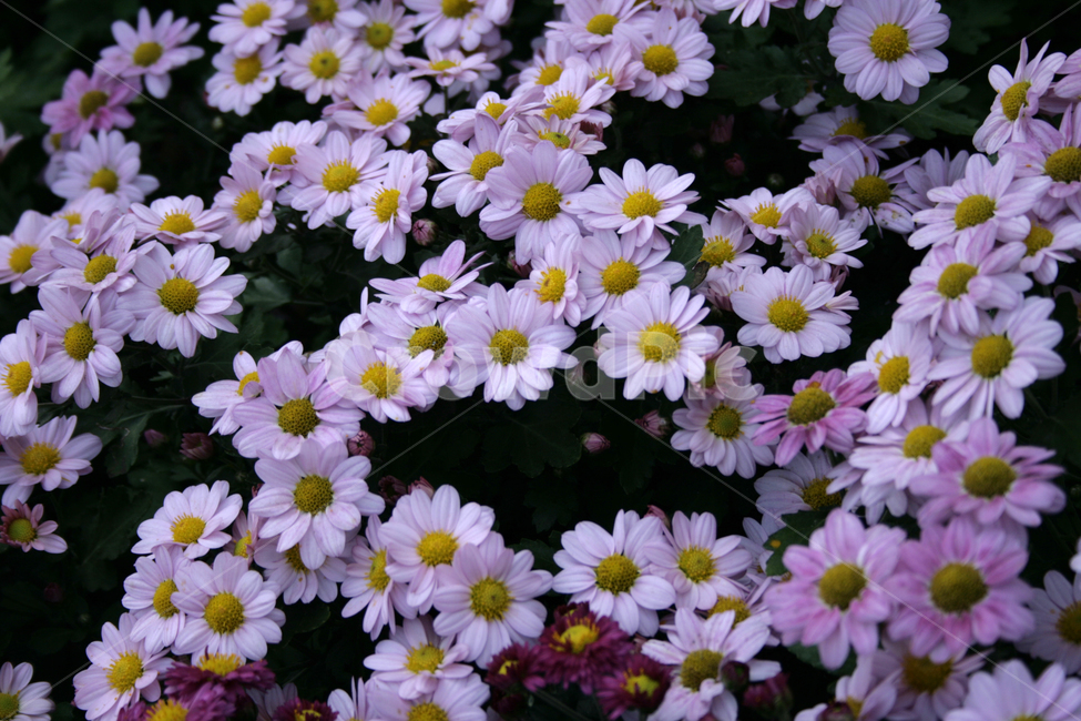 국화,꽃,가을,color,flower,식물,자연,plants,nature,꽃,flower