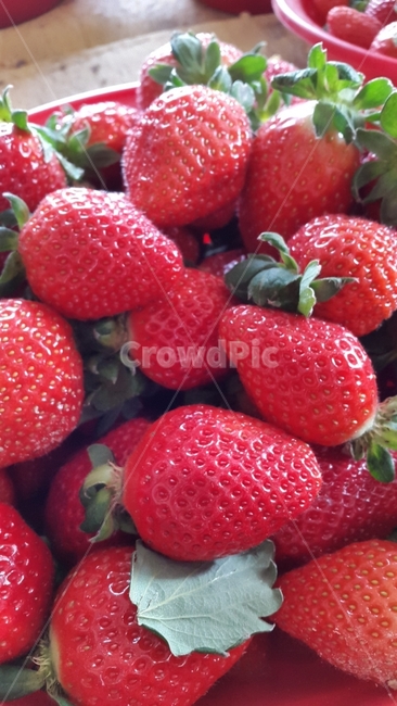 딸기,과일,빨강,제철,수확,음식,식재료,요리,food,cook,meal,dishes,food reserves,과일,열매,fruit