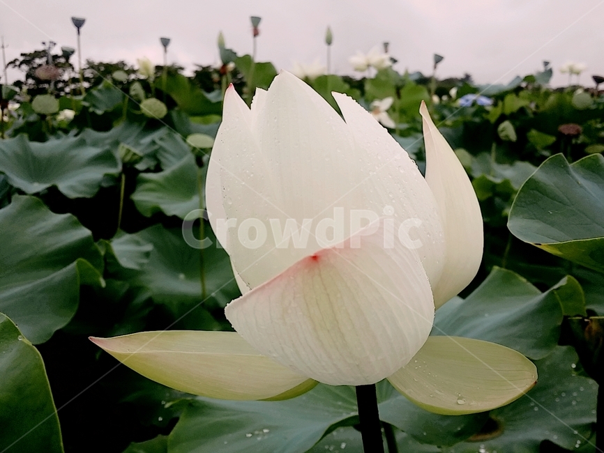 연꽃,lotus,꽃,자연,감성,여름,색감,아름다움,flower,식물,plants,nature,정물,비,장마,연잎,꽃봉오리,우아,접사,연밭,수생,연꽃축제,피어나다,녹색,잎,계절,lotusleaf,bloom,blossom,leaf,연,습지