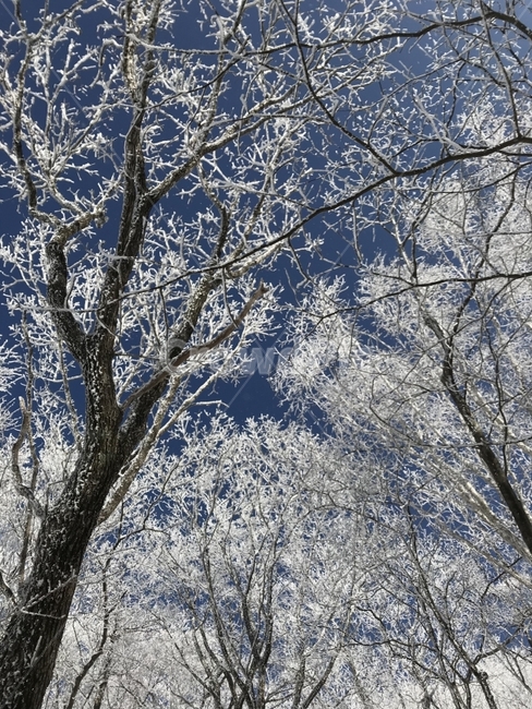 등산,겨울산,설산,상고대,눈꽃,자연,풍경,겨울,겨울,계절,winter,season,식물,자연,plants,nature,나무,trees,wood