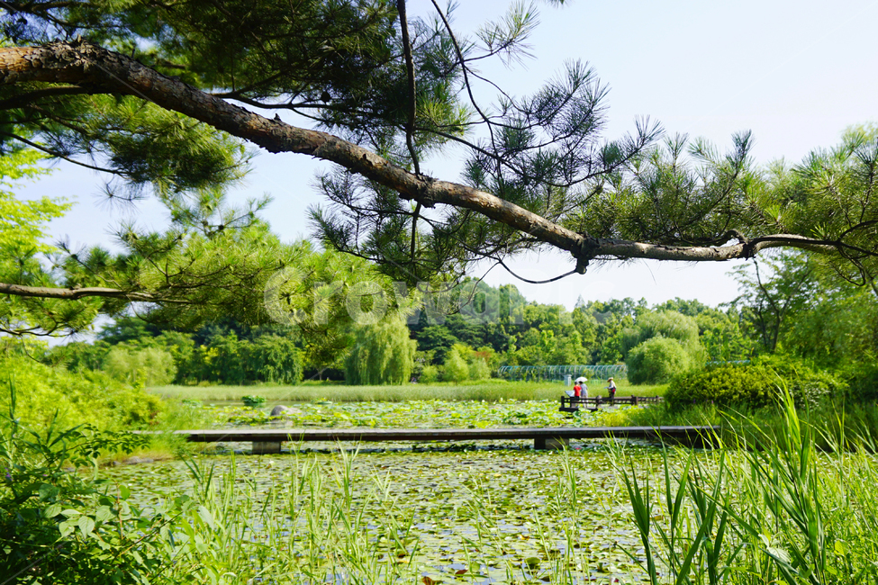 자연,풍경,숲,나무,forest,trees,sky,nature,naturescape,구름,양평,연잎,자연,풍경,nature,landscape,land,땅,outdoors,옥외,water,물,vegetation,초목,plant,식물,tree