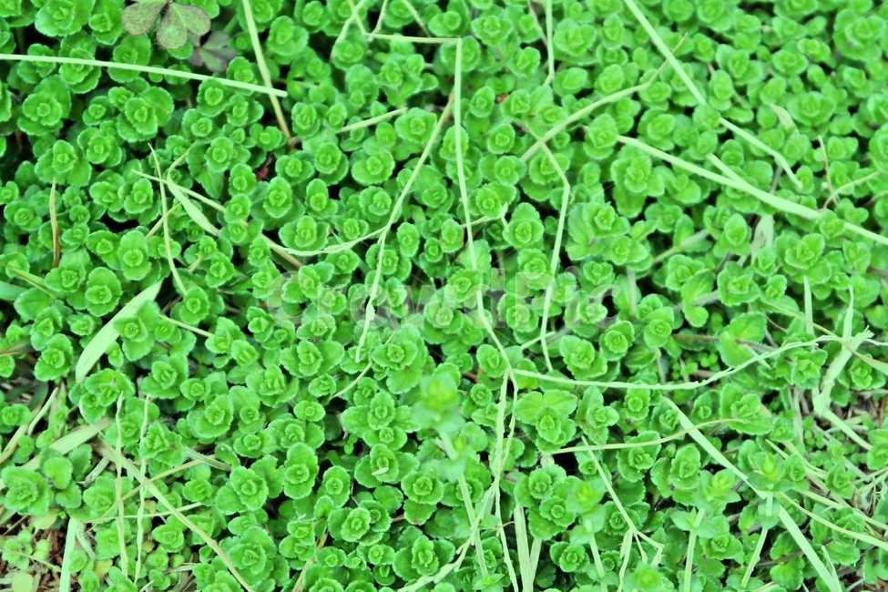 초록,풀밭,식물,초록잎,들판,초록이미지,그린,green,풀잎