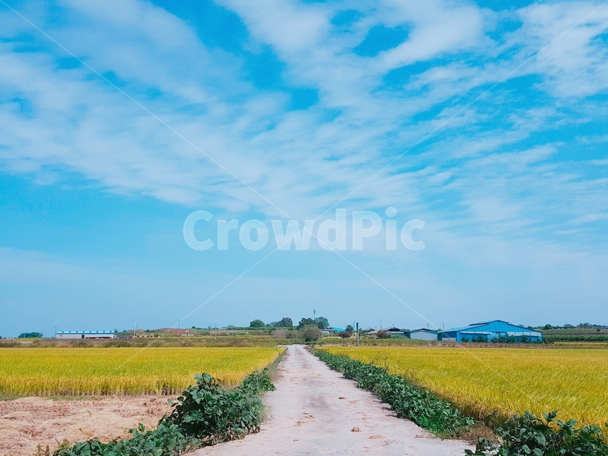 풍경,자연,옥외,도로,하늘,들판,농업,농사,agriculture,farming,farming industry