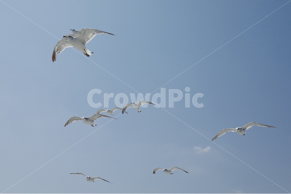 갈매기,조류,여름,바다,하늘,동물,animal,조류,새,birds