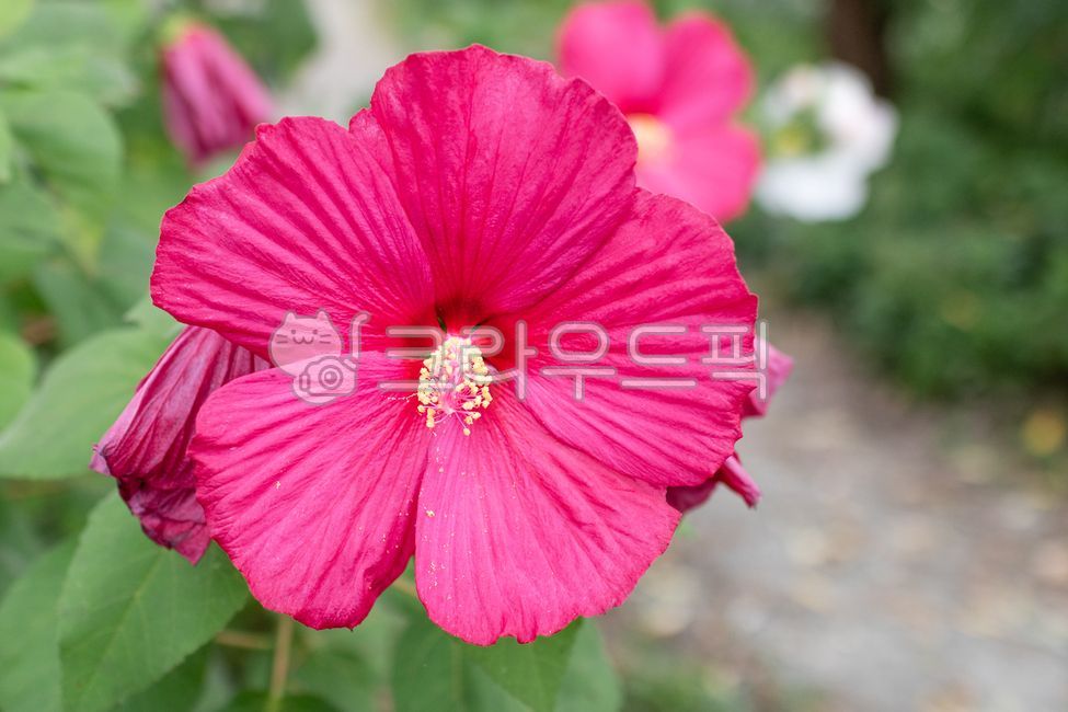 부용,부용화,자주색,꽃잎,부용꽃,꽃,하루살이꽃,관상용,쌍떡잎식물,낙엽관목,초록색,잎,식물,자연,여름,flower,petal,leaf,plant,nature,summer,confederaterose,hibiscusmutabilis,red,purple,green,outdoors