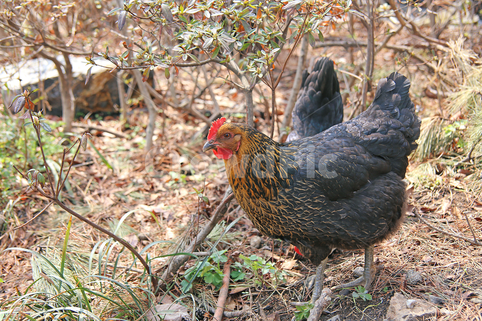 닭,chicken,치킨,poultry,가금류,bird,새,animal,동물,벼슬,동물,animal,조류,새,birds