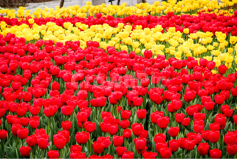 튤립,tulip,꽃,컬러,대비,봄,계절,spring,season,식물,자연,plants,nature,꽃,flower,plant,blossom