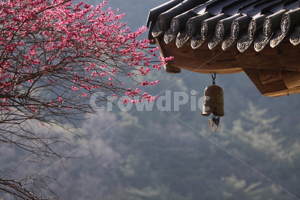 전남,구례,화엄사,흑매,매화꽃,사찰,각황전,4월,꽃,빛,봄,계절,spring,season,한국전통,한국문화,korean traditional,korean culture,종교,신앙,religion,belief,faith,건축물,건물외관,exterior,building,structure,architecture,construction