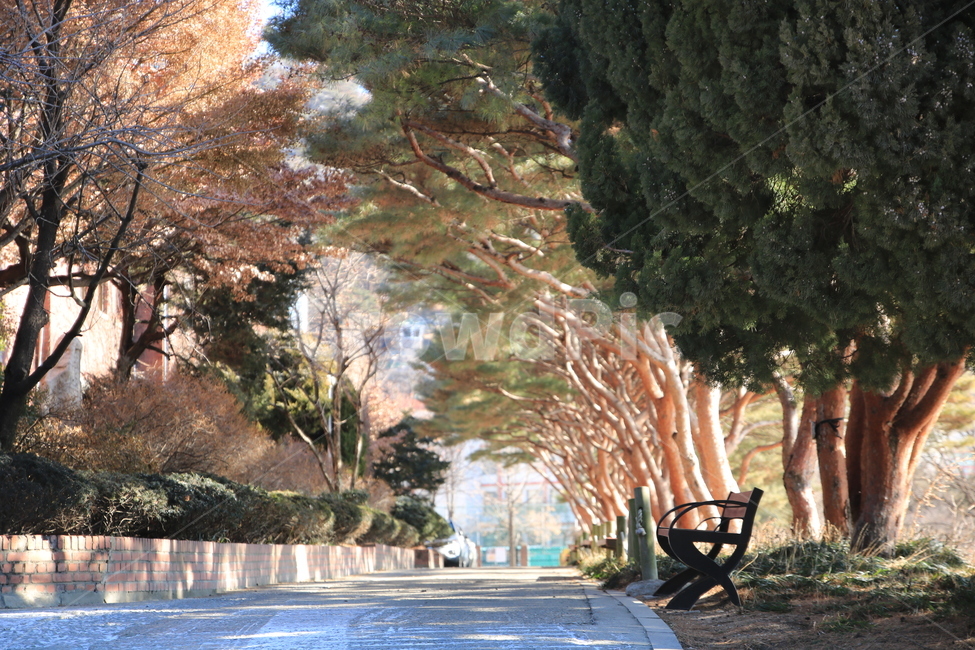 벤츠,아웃포커싱,소나무,나무,풍경,겨울,계절,winter,season,자연,풍경,nature,landscape,plant,식물,tree