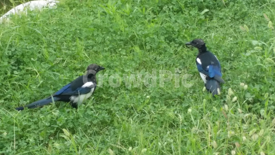 새,동물,bird,까치,두마리,동물,animal,조류,새,birds