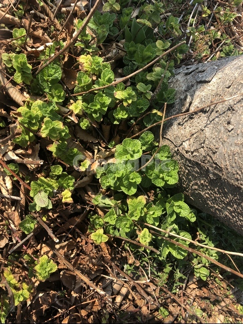 자연,풀,박하,박하이미지,봄,식물,자연,plants,nature
